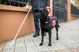 Service Dog Training